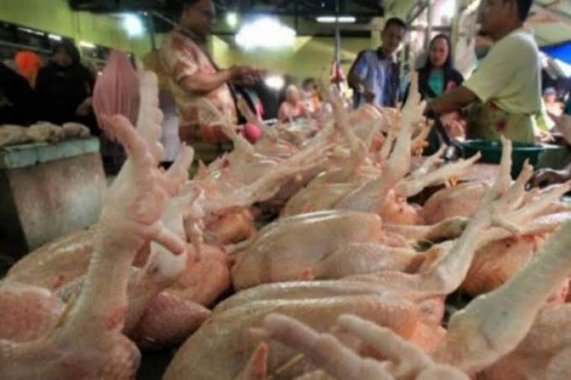 Disdagtri Inhil: Harga Daging Ayam Kampung Sedikit Menurun
