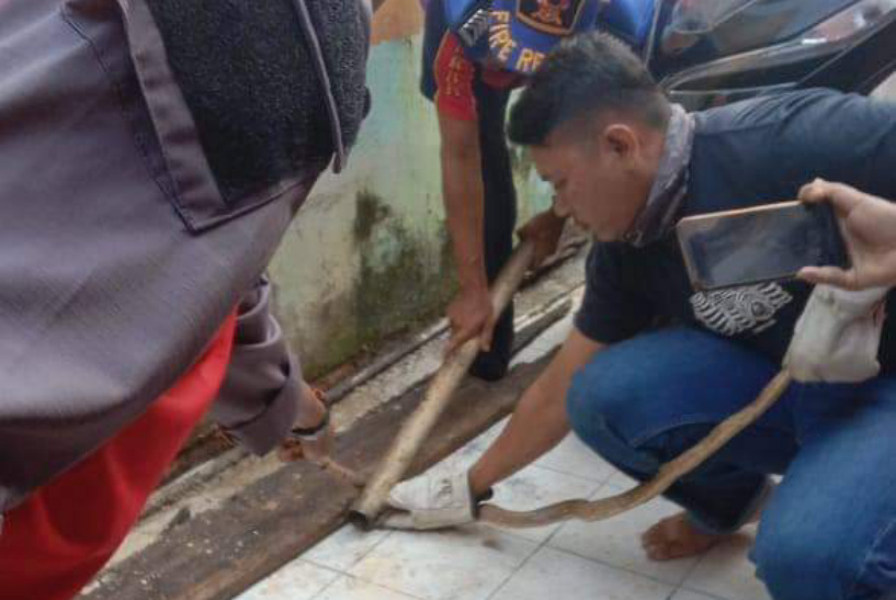 Proses Evakuasi Kobra Membandel di Rumah Warga oleh Petugas DPKP Inhil