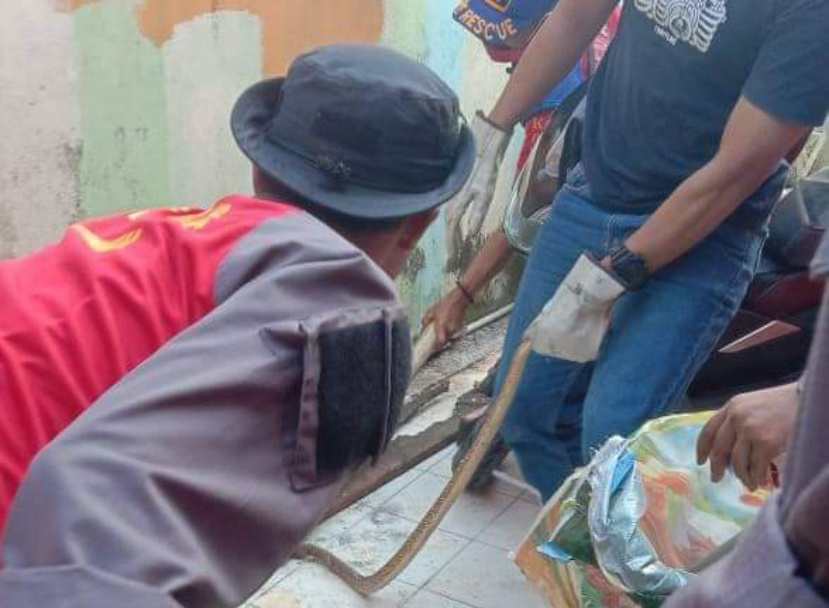 Proses Evakuasi Kobra Membandel di Rumah Warga oleh Petugas DPKP Inhil
