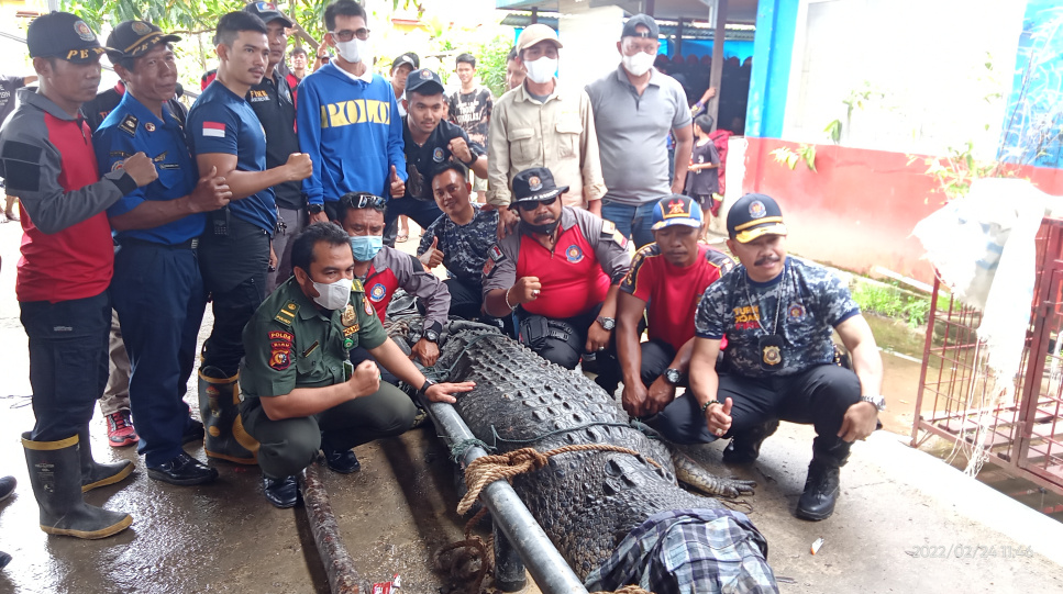 Penyerahan 2 Buaya dan 4 Ular dari DPKP Inhil ke BKSDA