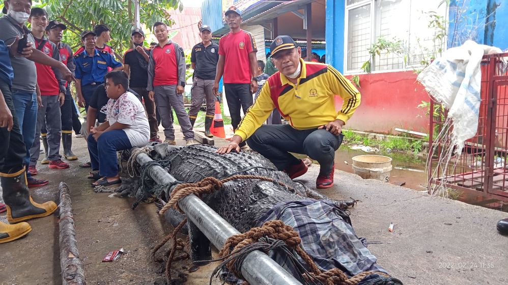 Penyerahan 2 Buaya dan 4 Ular dari DPKP Inhil ke BKSDA