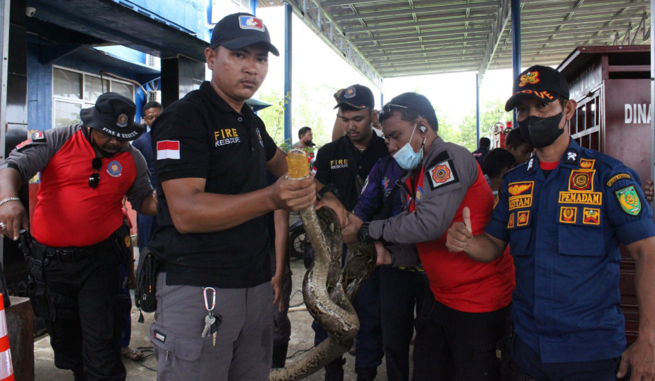 Penyerahan 2 Buaya dan 4 Ular dari DPKP Inhil ke BKSDA