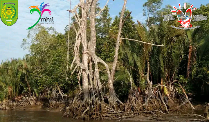 GALERI: Ekowisata Mangrove Inhil Benar-benar Memiliki Potensi