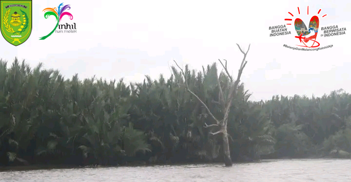 GALERI: Ekowisata Mangrove Inhil Benar-benar Memiliki Potensi