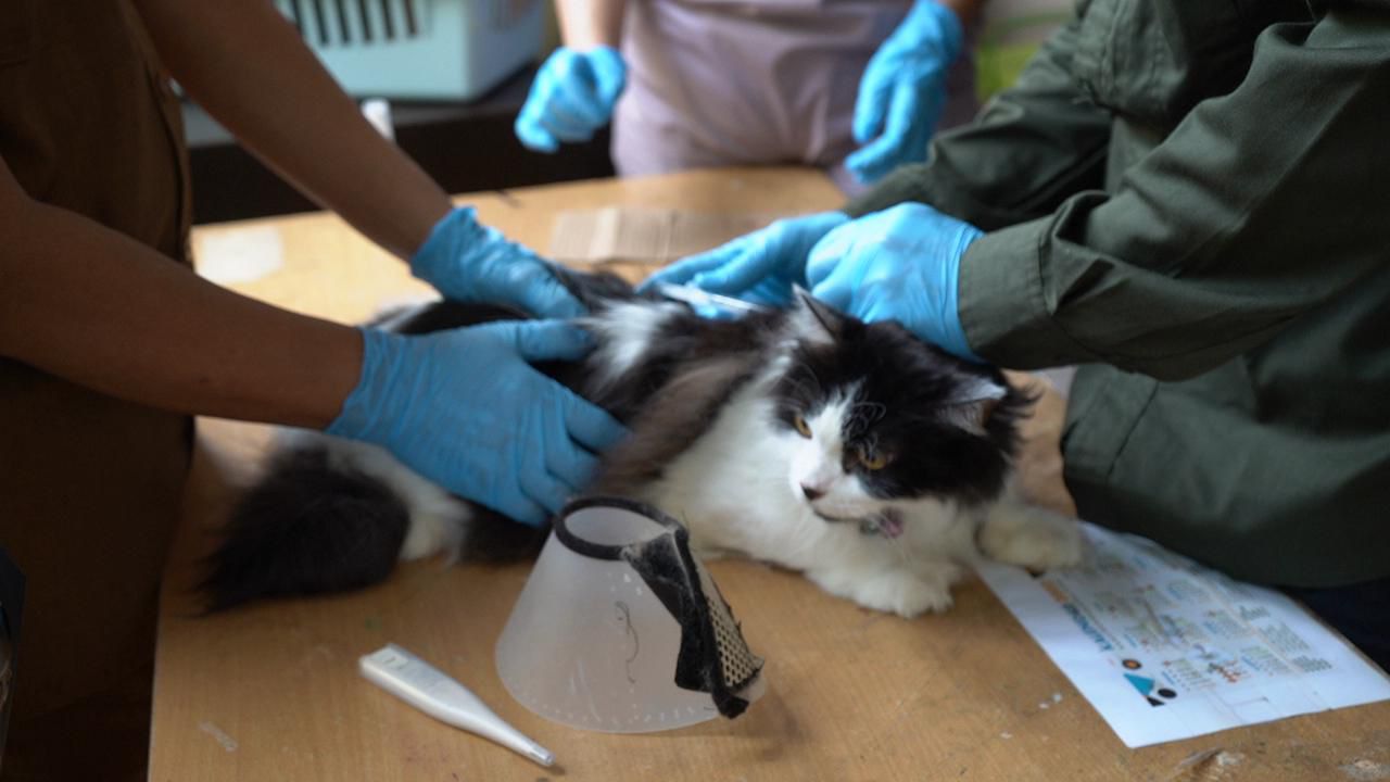 Peringati Hari Rabies Sedunia, Pemkab Inhil Gelar Vaksinasi Gratis