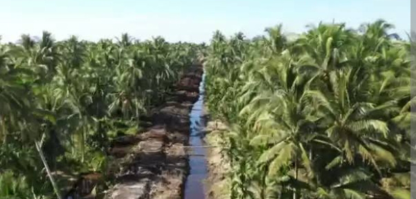 Potensi Investasi Agroindustri Sabut Kelapa Inhil