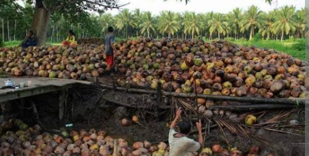 Potensi Investasi Agroindustri Sabut Kelapa Inhil