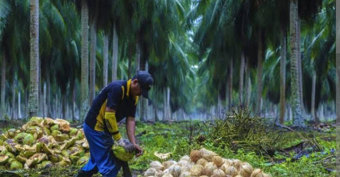 Potensi Investasi Agroindustri Sabut Kelapa Inhil