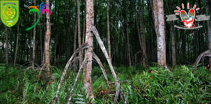 GALERI: Ekowisata Mangrove Inhil Benar-benar Memiliki Potensi