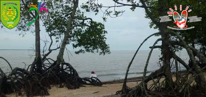 GALERI: Ekowisata Mangrove Inhil Benar-benar Memiliki Potensi